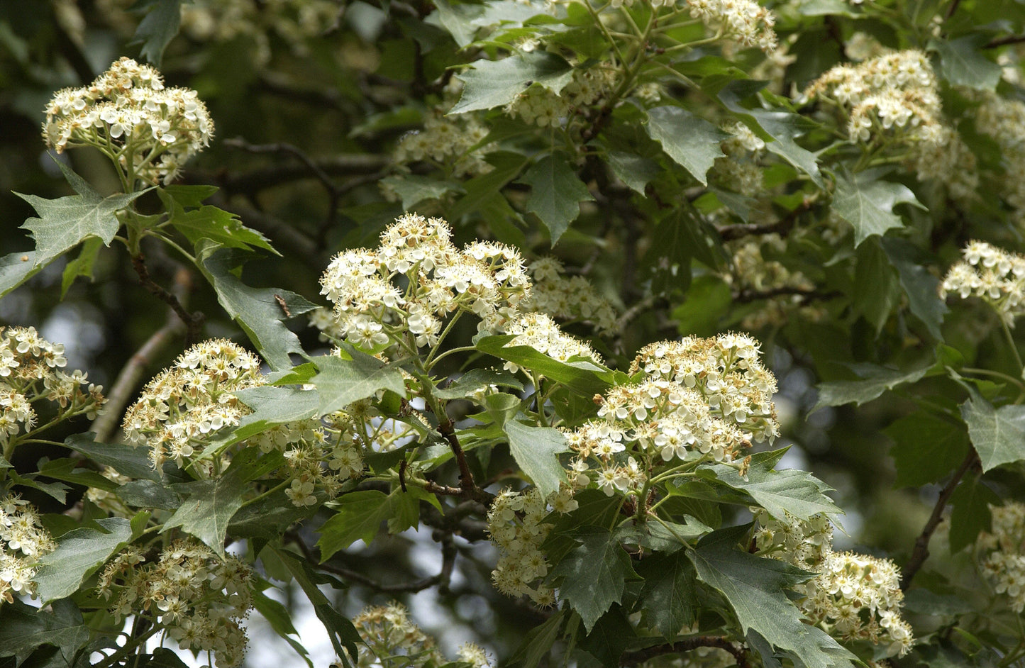 Sorbus torminalis - Elsbeere