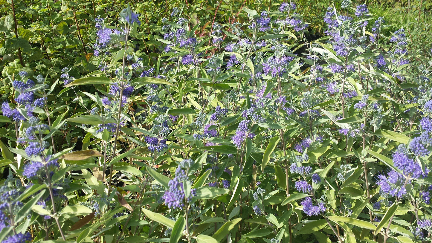Caryopteris clandonensis 'Kew Blue' - Bartblume 'Kew Blue'