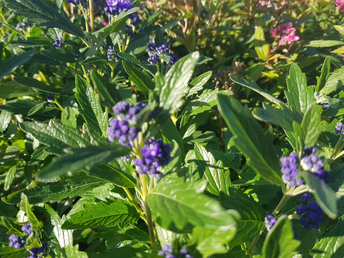 Caryopteris clandonensis 'Blauer Spatz' ® - Bartblume