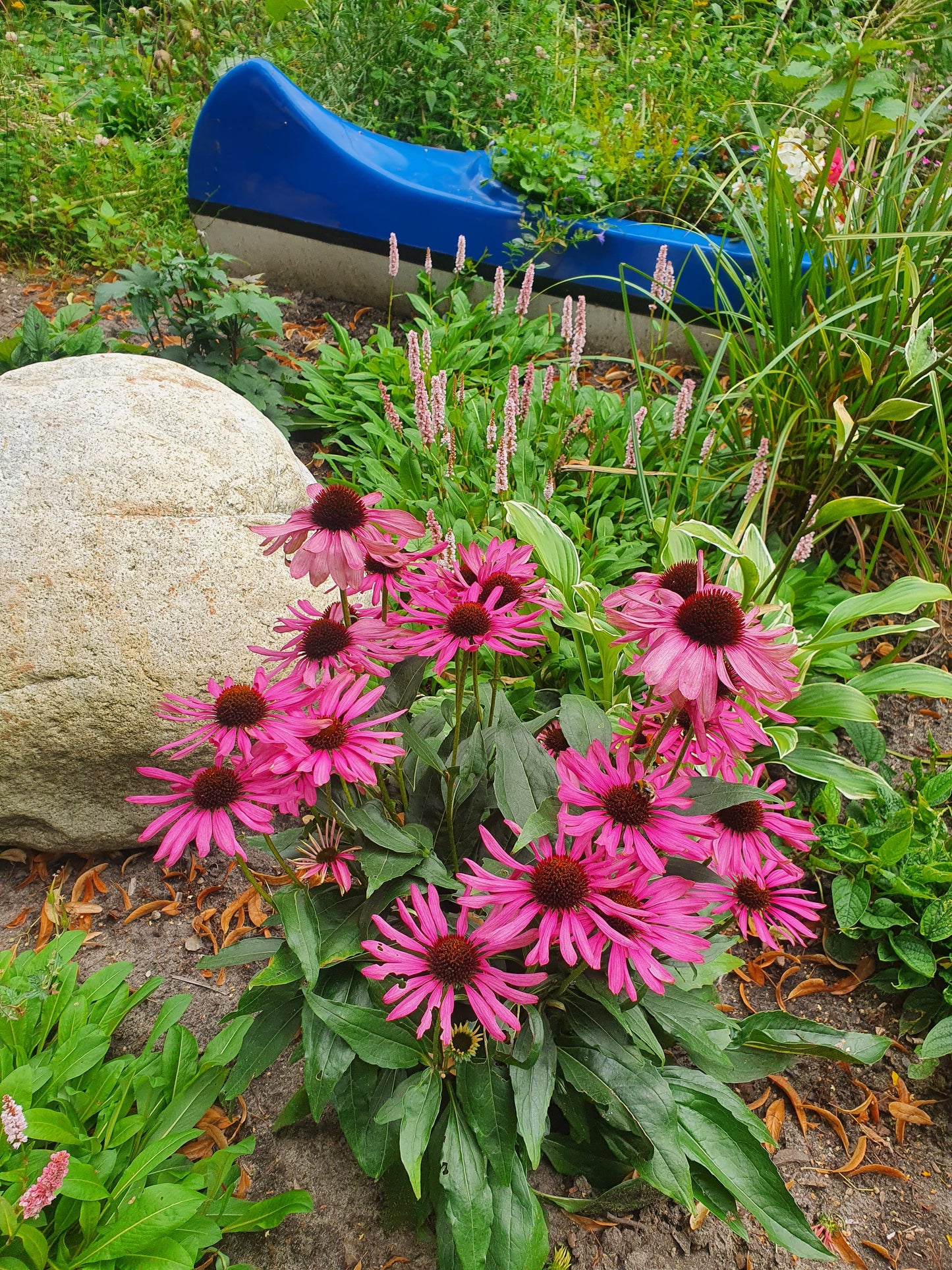 Echinacea purpurea - Purpursonnenhut
