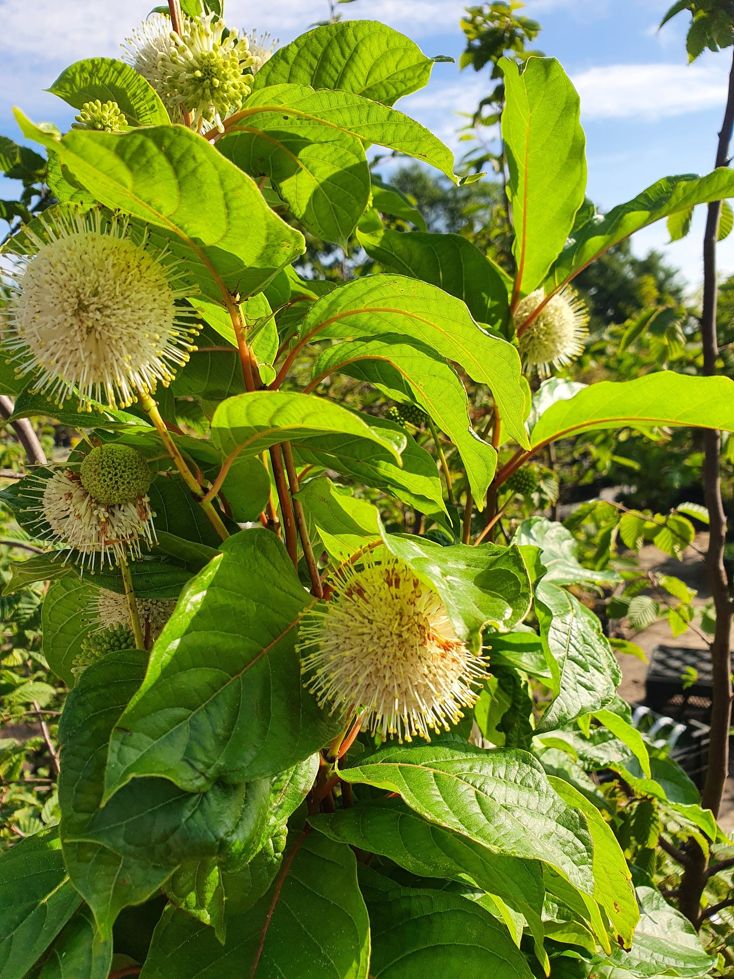 Cephalanthus occidentalis - Knopfbusch