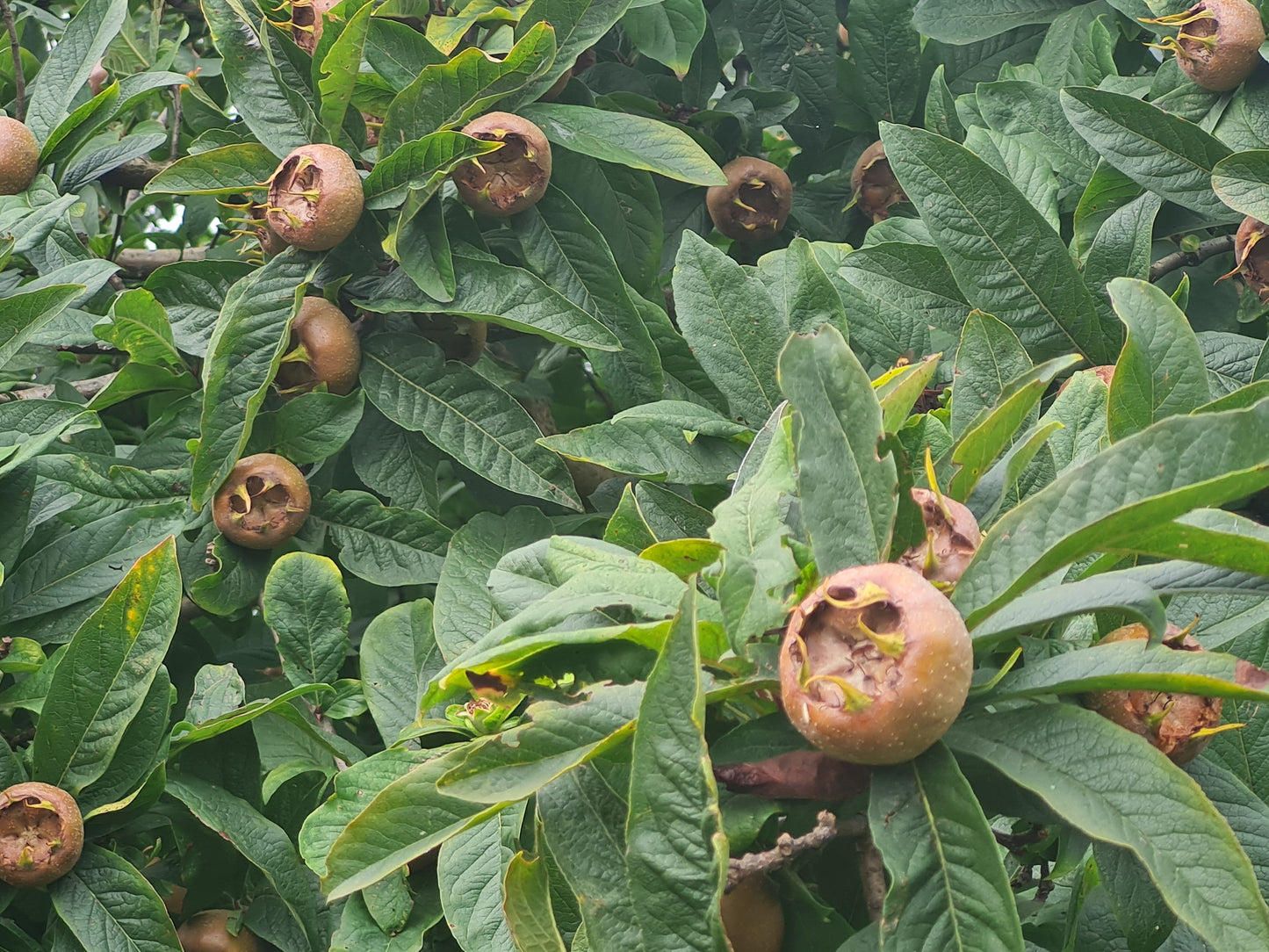 Mespilus germanica - Mispel