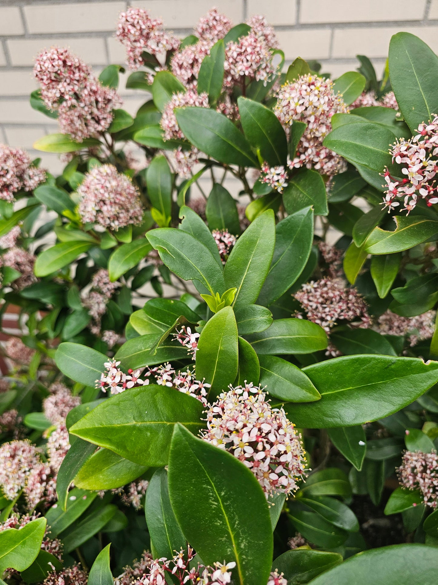 Skimmia japonica 'Rubella' - Japanische Blütenskimmie 'Rubella'