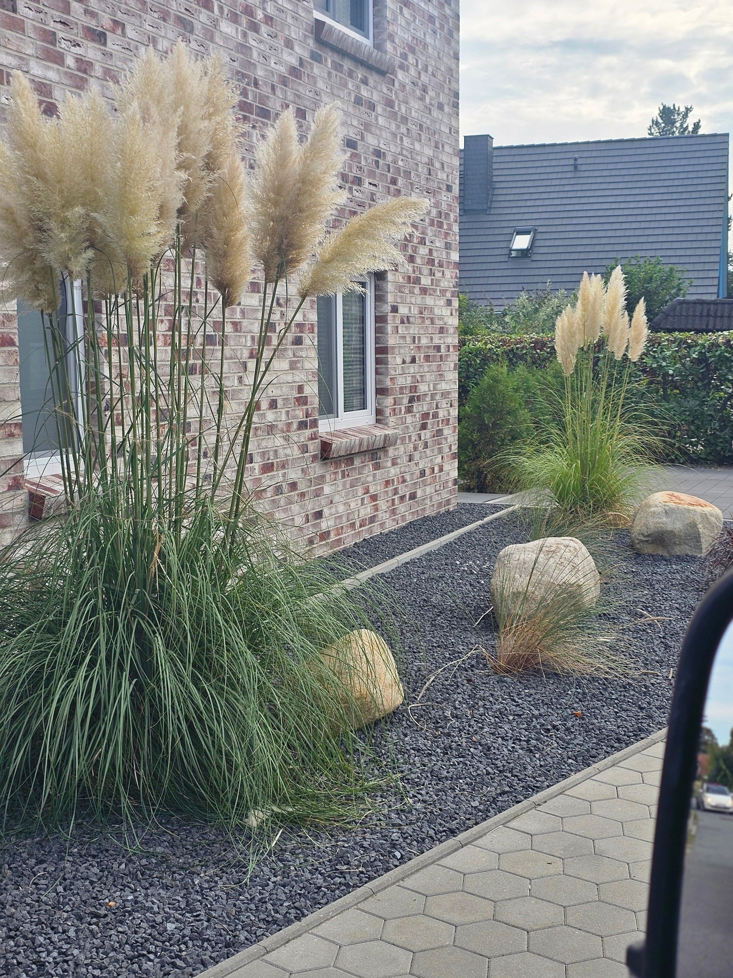 Cortaderia selloana - Pampasgras