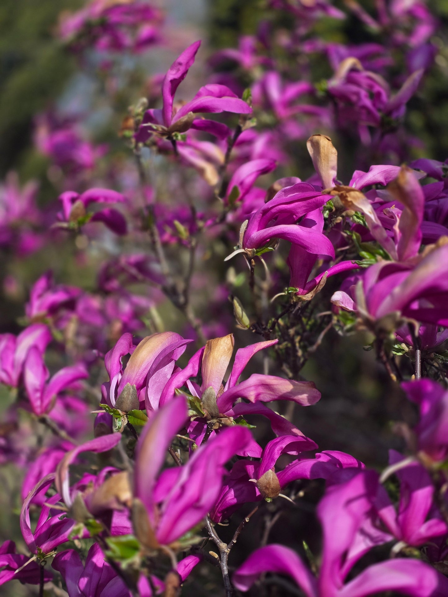 Magnolia liliiflora 'Susan' - Niedrige Magnolie 'Susan'