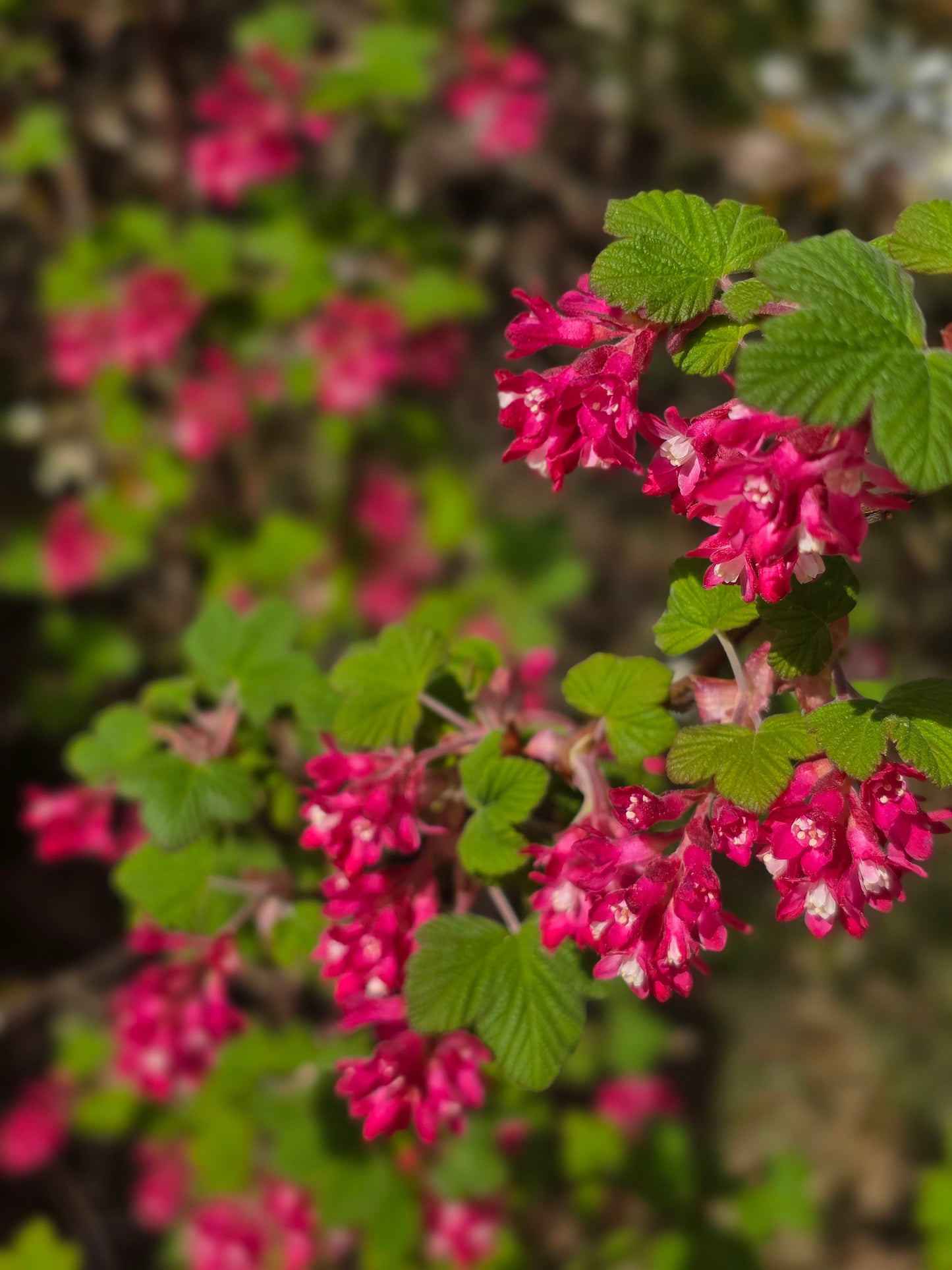 Ribes sanguineum 'King Edward VII' - Blut-Zierjohannisbeere 'King Edward VII'