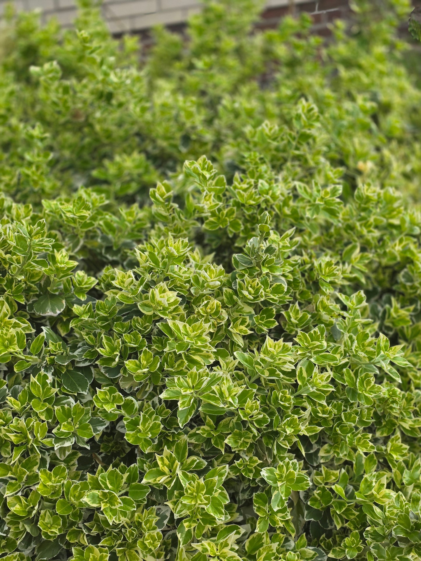 Euonymus fortunei 'Variegatus' - Weißbunte Kriechspindel 'Variegatus'