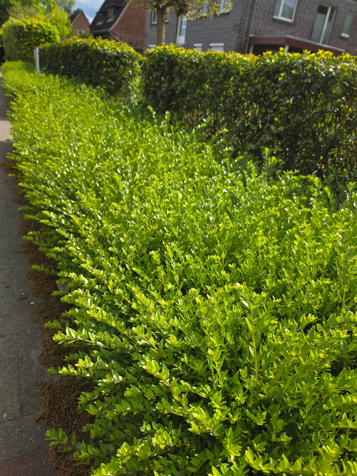 Lonicera nitida 'Maigrün' - Heckenmyrte 'Maigrün'