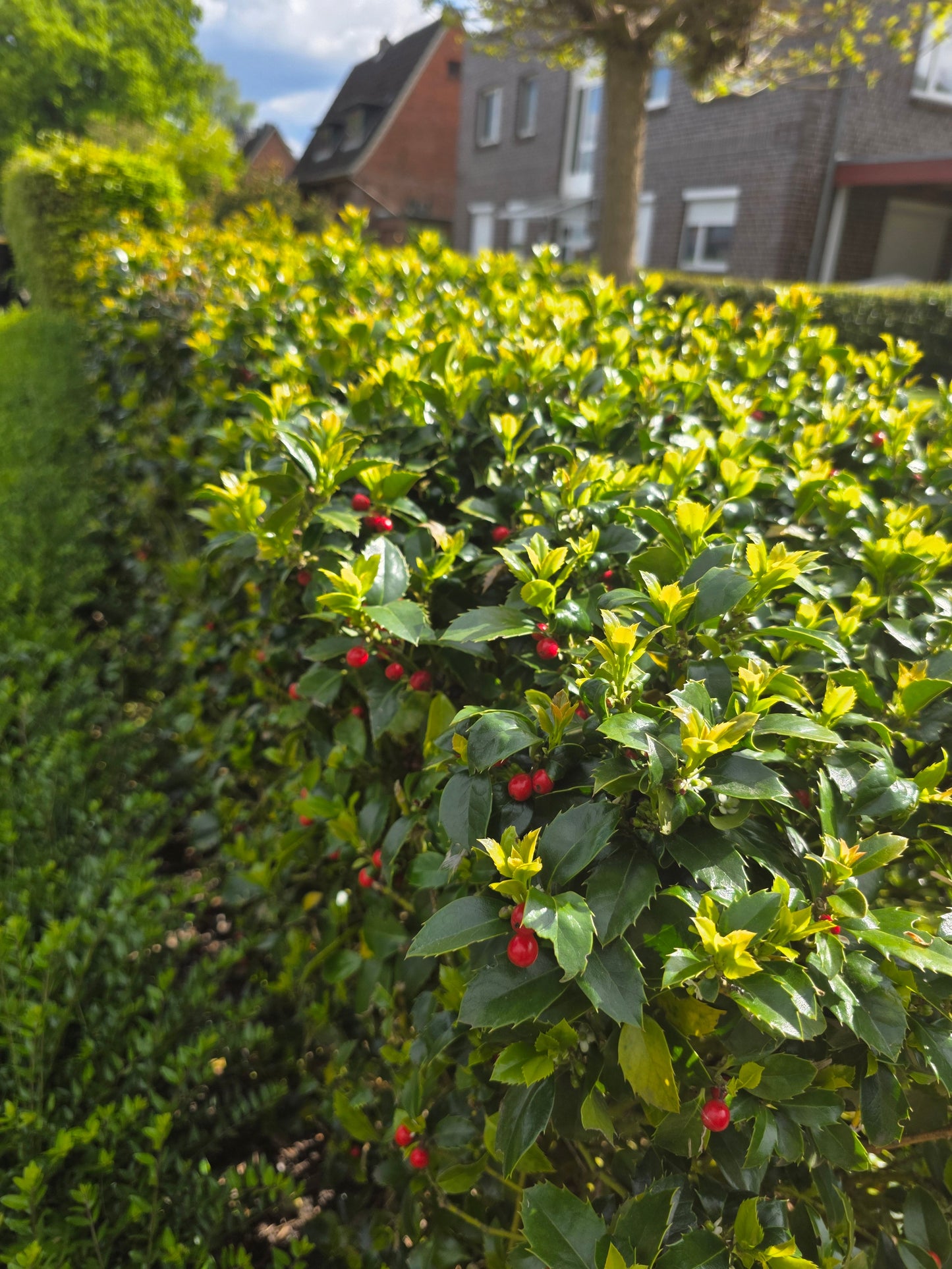 Ilex meserveae 'Heckenfee' ® - Stechpalme 'Heckenfee' ®
