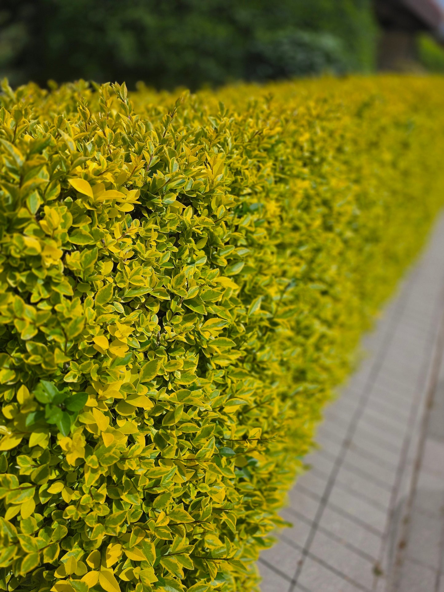 Ligustrum ovalifolium 'Aureum' - Goldliguster