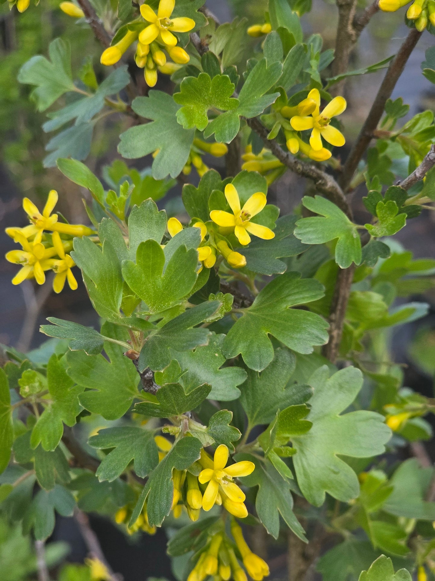 Ribes aureum - Goldjohannisbeere