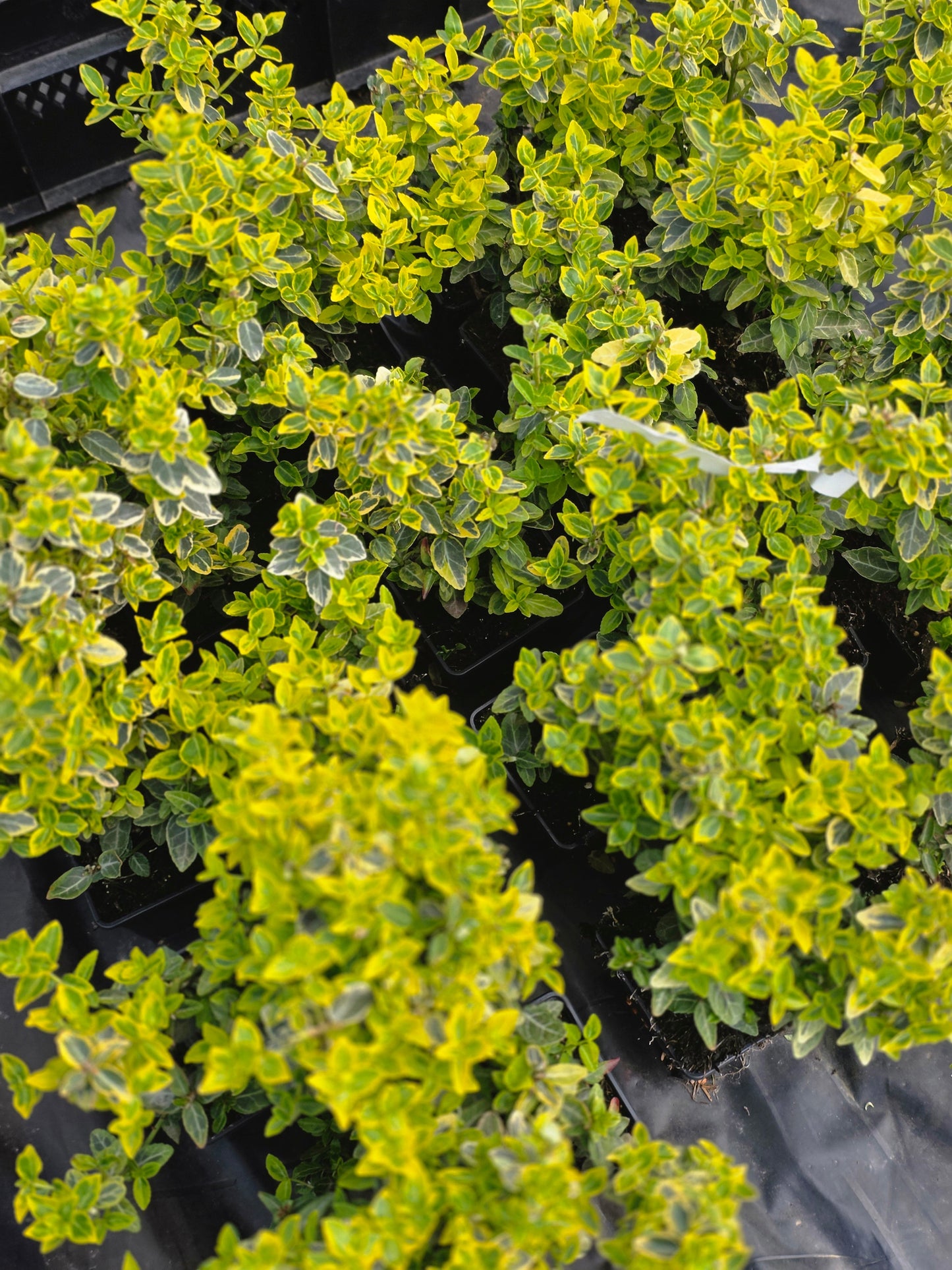 Euonymus fortunei 'Emerald'n Gold' - Goldbunte Kriechspindel 'Emerald'n Gold'