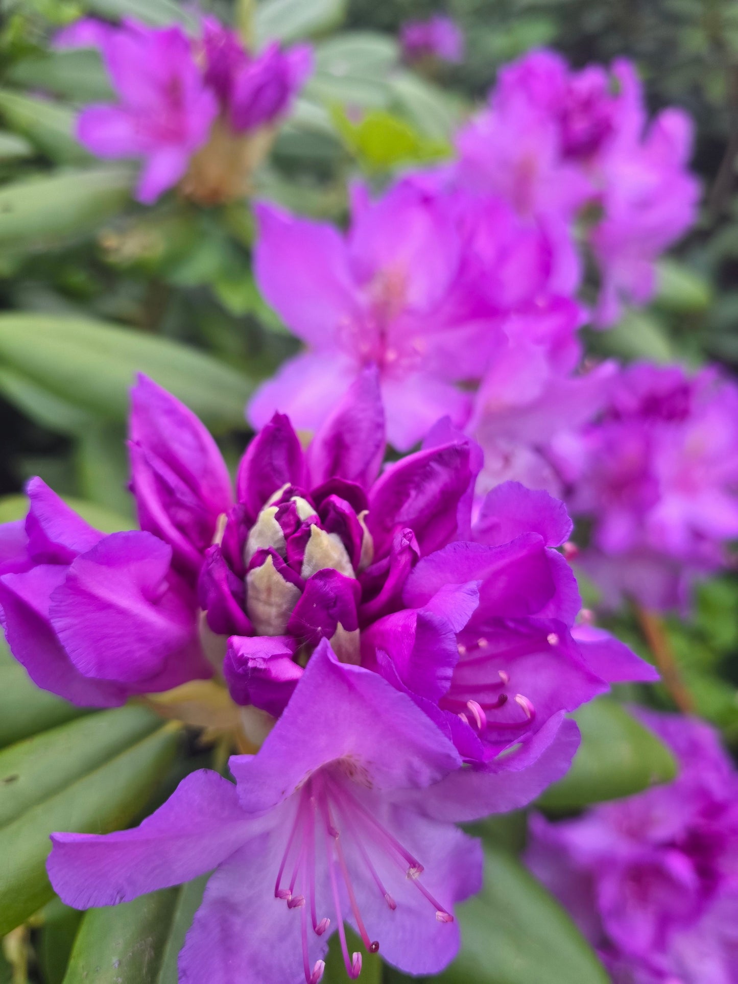 Rhododendron Hybride 'Catawb. Grandiflorum' - Rhododendron-Hybride 'Catawb.Grandiflorum'