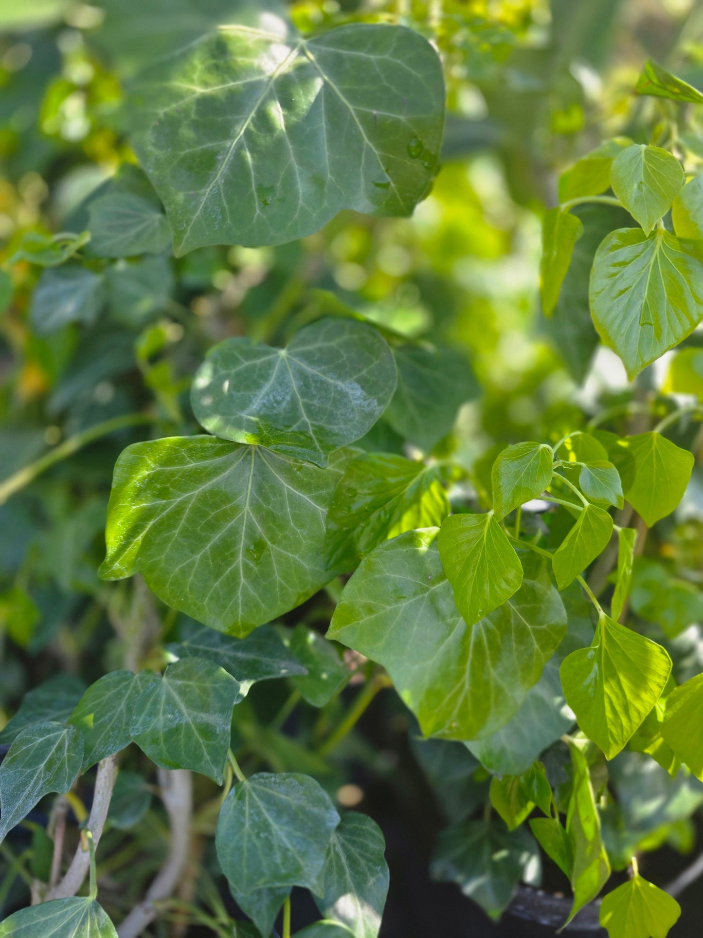 Hedera helix 'Arborescens' - Strauch-Efeu 'Arborescens'