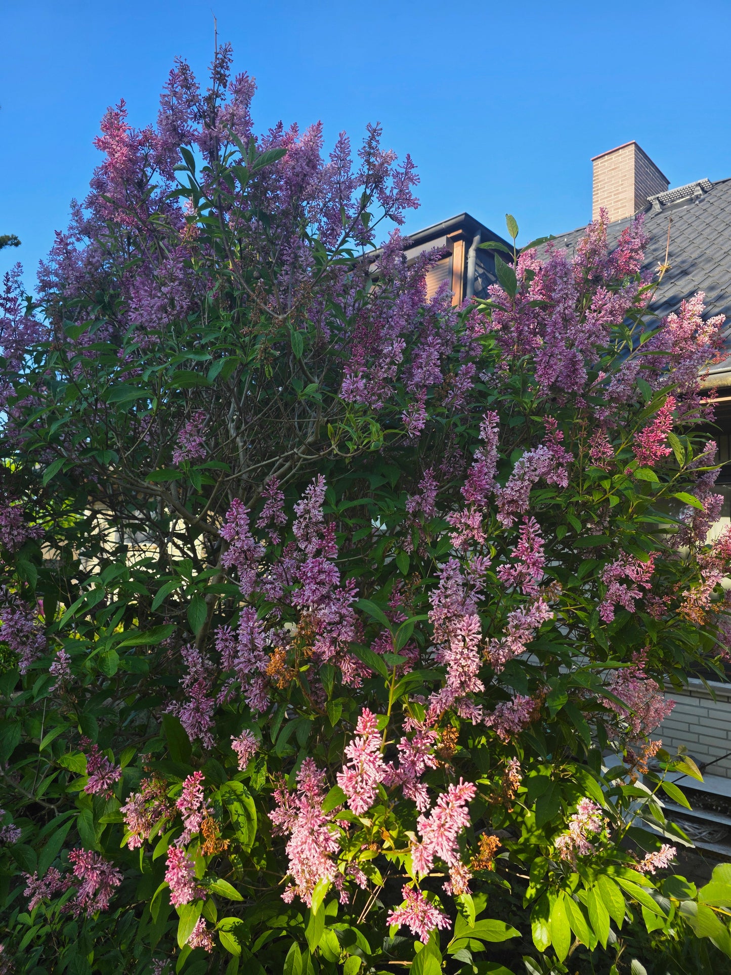 Syringa reflexa - Bogenflieder