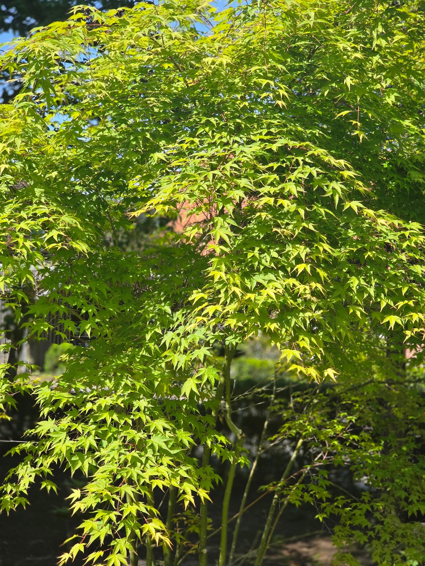 Acer palmatum 'Orange Dream' - Fächerahorn 'Orange Dream'