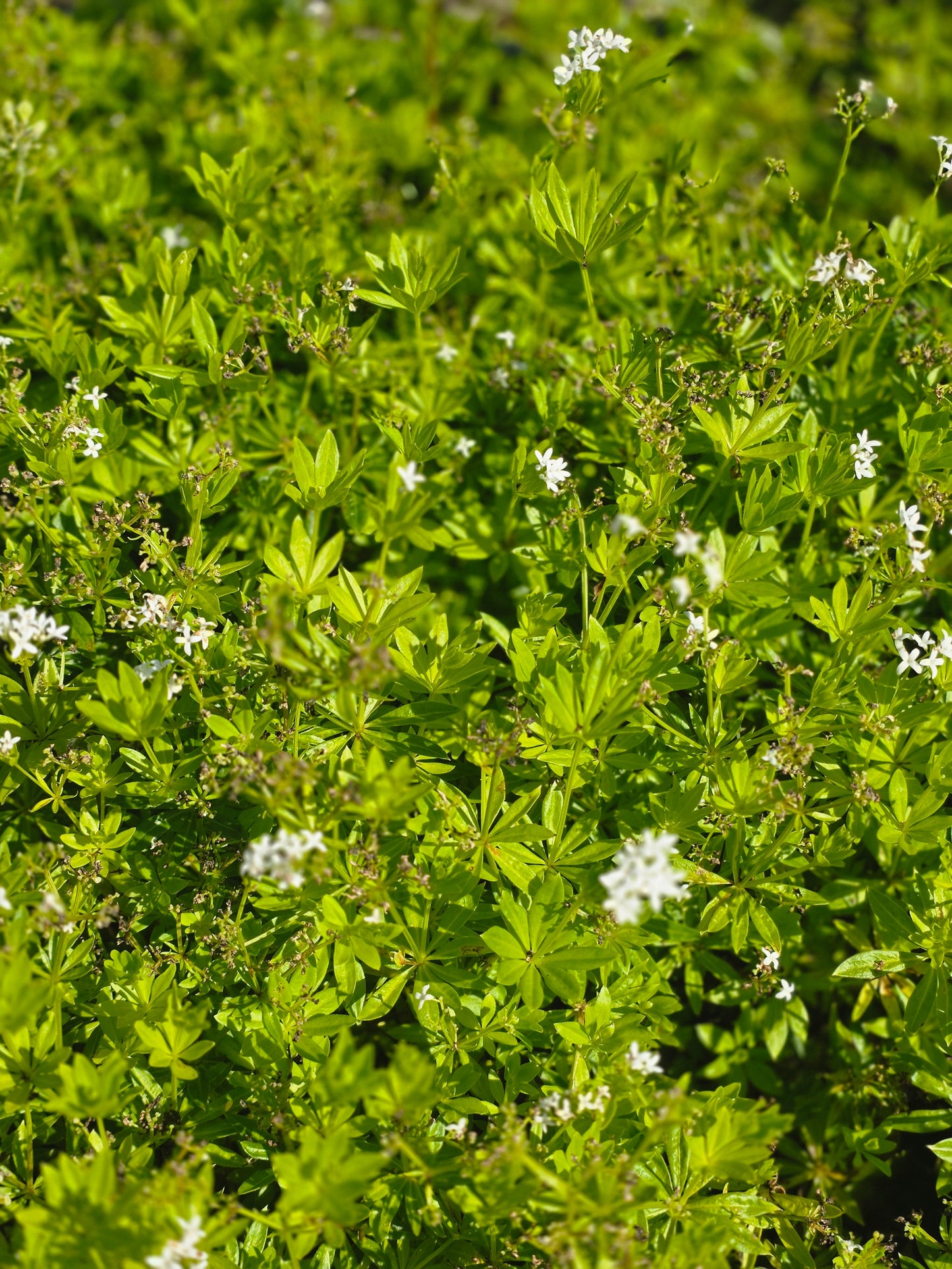 Galium odoratum - Echter Waldmeister