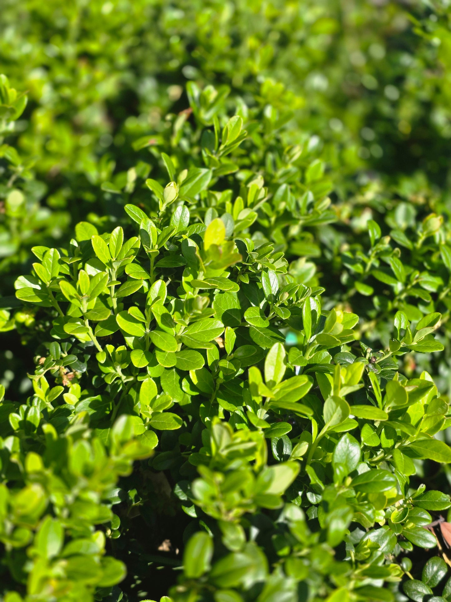 Vaccinium vitis-idaea 'Erntekrone' - Preiselbeere 'Erntekrone'