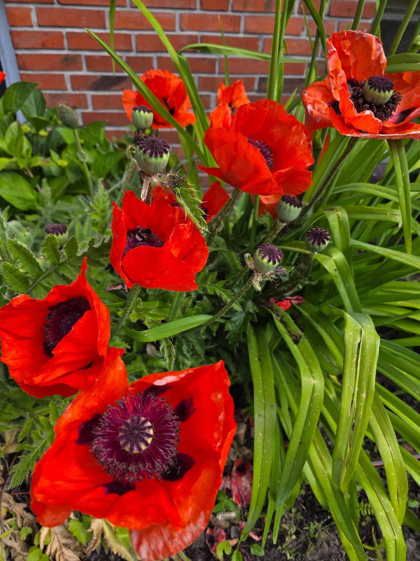 Papaver orientale 'Beauty of Livermere' - Orientalischer Garten-Mohn Beauty of Livermere