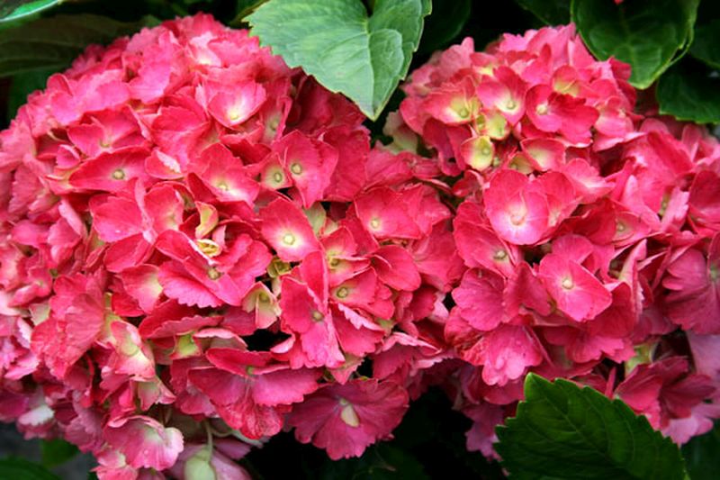 Hydrangea macrophylla 'Hamburg' - Bauernhortensie 'Hamburg'