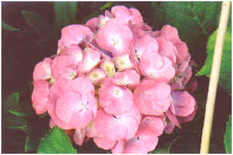 Hydrangea macrophylla 'Masja' - Bauernhortensie 'Masja'