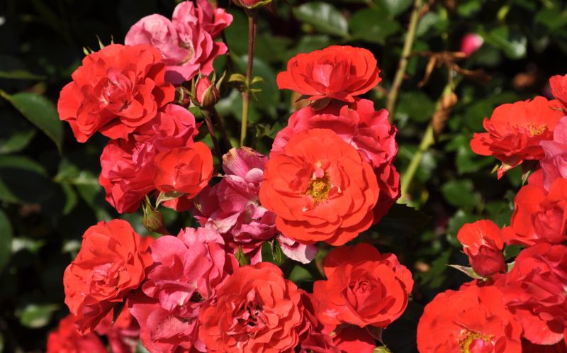 Rosa 'Canzonetta' ® BT - Beetrose 'Canzonetta' ® ADR-Rose