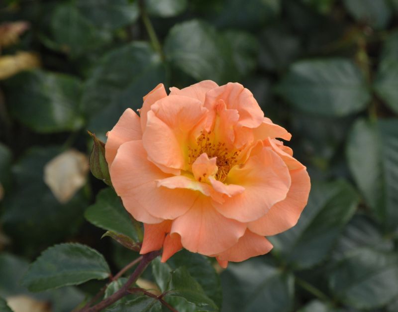 Rosa 'Westzeit' ® BT - Beetrose 'Westzeit' ® ADR-Rose