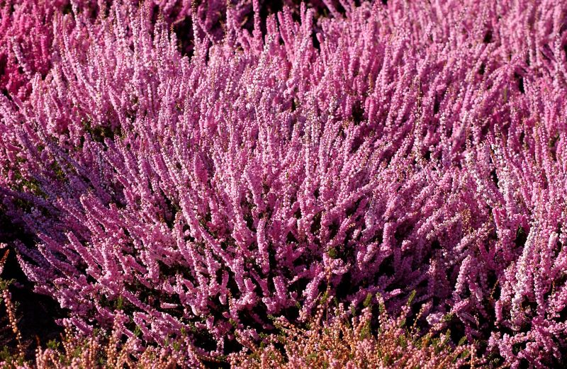 Calluna vulgaris 'Annemarie' - Besenheide 'Annemarie'