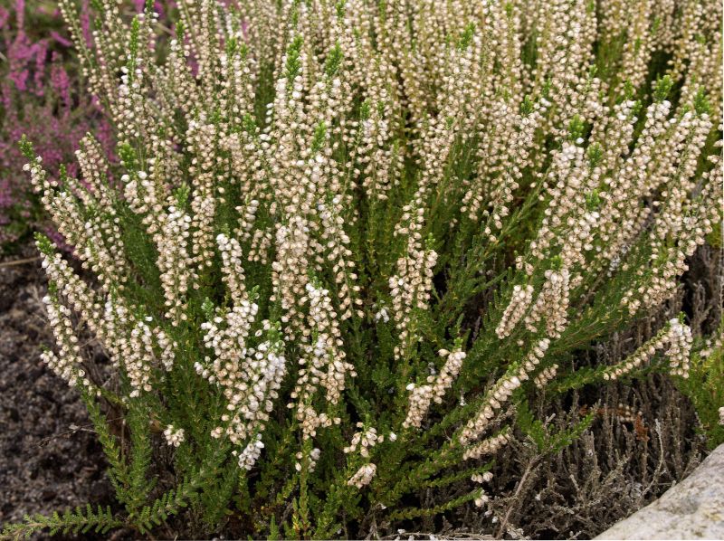 Calluna vulgaris 'Mair's Variety' - Besenheide 'Mair's Variety'