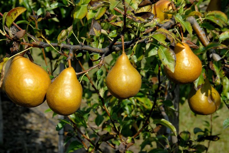 Pyrus com.'Tongern' CAC - Birne 'Tongern' mittel
