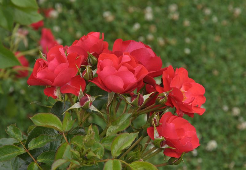 Rosa 'Crimson Meidiland' ® BDR - Bodendeckende Rose 'Crimson Meidiland'®ADR-Rose