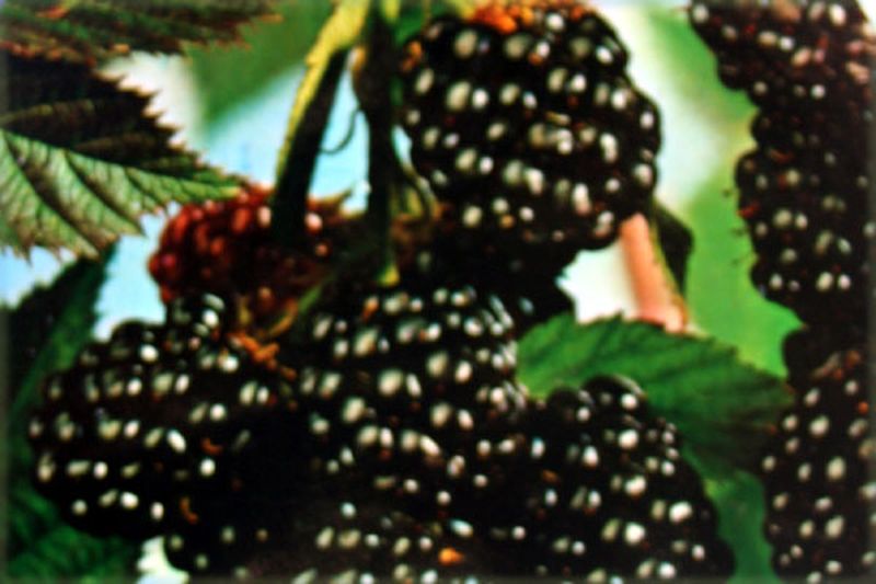 Rubus fruticosus 'Thornless Evergreen' CAC - Brombeere 'Thornless Evergreen'