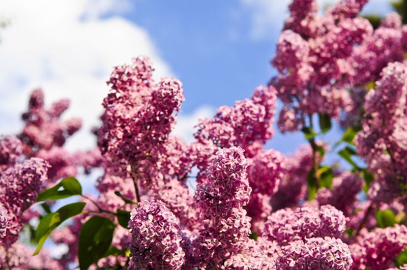 Syringa vulgaris 'Mme Antoine Buchner' - Edelflieder 'Mme Antoine Buchner'