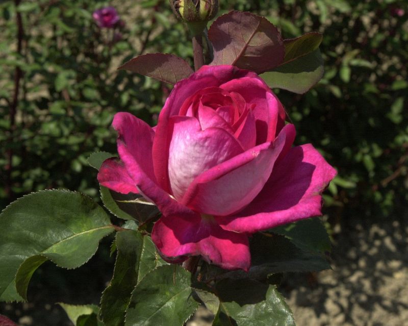 Rosa 'Acapella' ® TH - Edelrose 'Acapella' ®