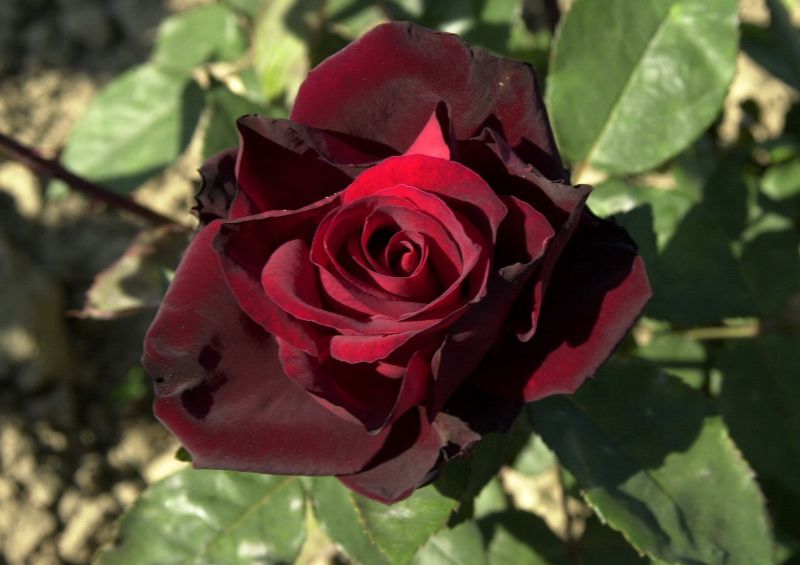 Rosa 'Barkarole' ® TH - Edelrose 'Barkarole' ®