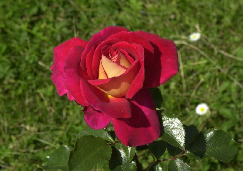 Rosa 'Kleopatra' ® TH - Edelrose 'Kleopatra' ®