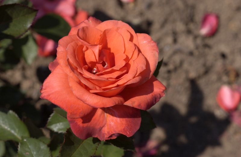 Rosa 'Lady Rose' ® TH - Edelrose 'Lady Rose' ®