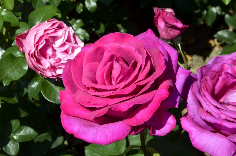 Rosa 'Parole' ® TH - Edelrose 'Parole' ®