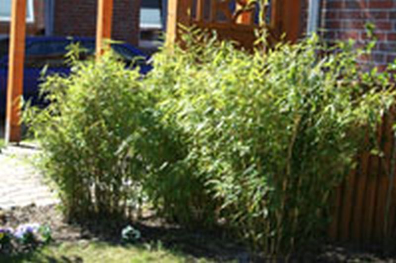 Fargesia murieliae 'Jumbo' - Gartenbambus 'Jumbo'