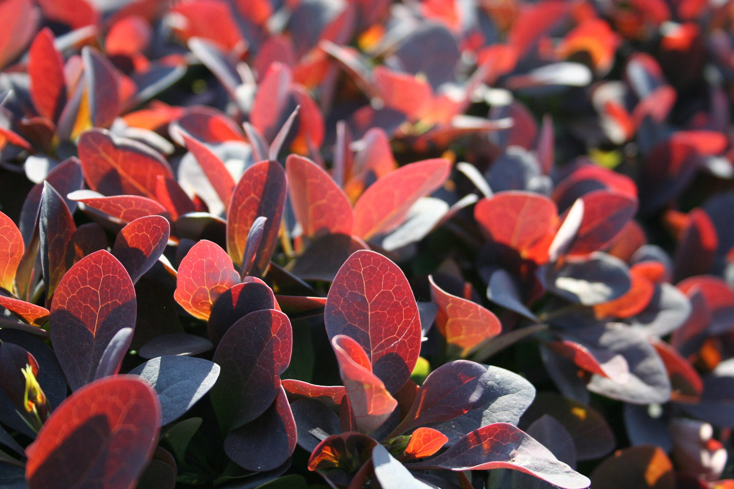 Berberis ottawensis 'Superba' - Große Blutberberitze 'Superba'
