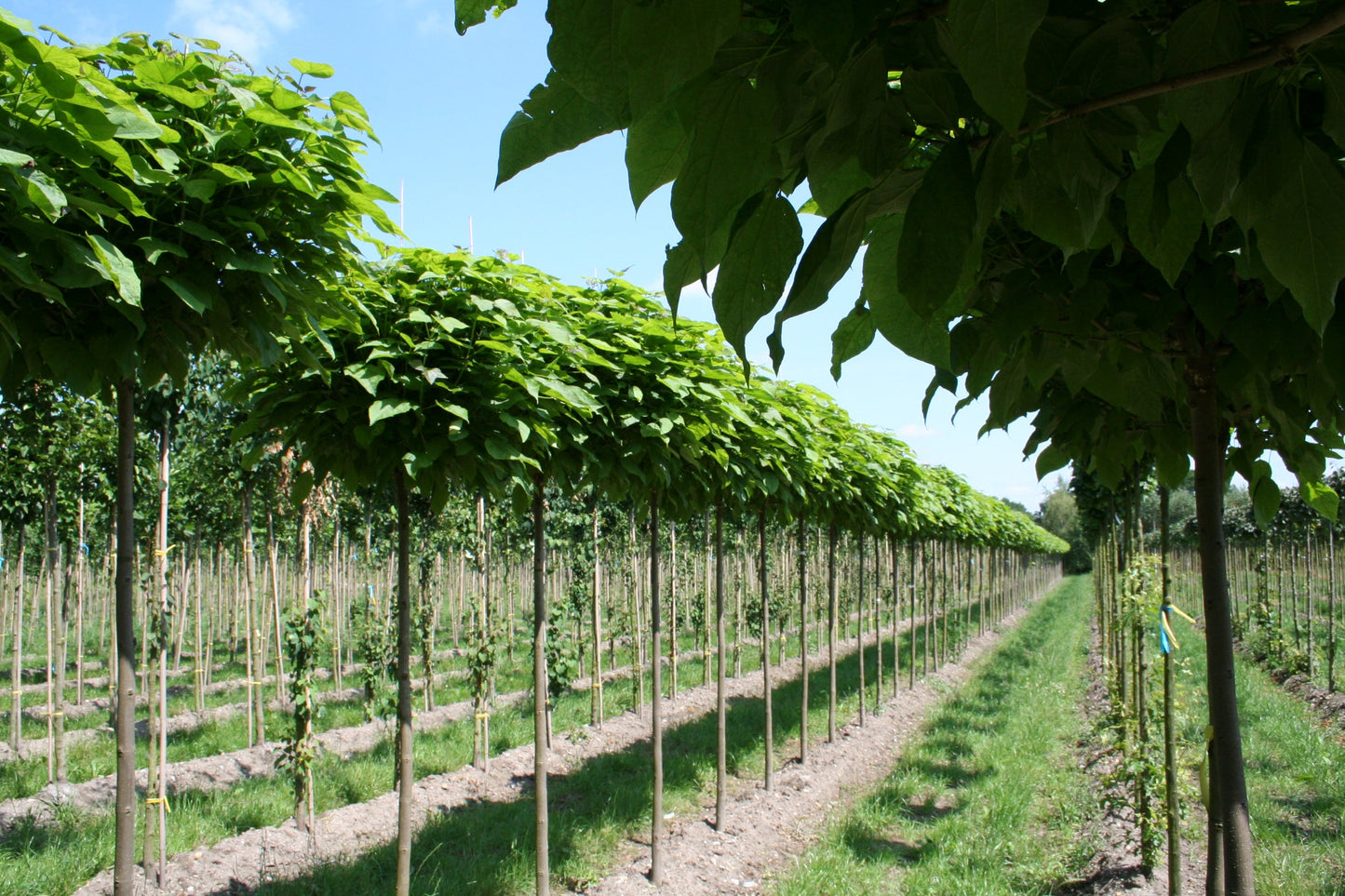 Catalpa bignonioides 'Nana' - Kugel-Trompetenbaum 'Nana'