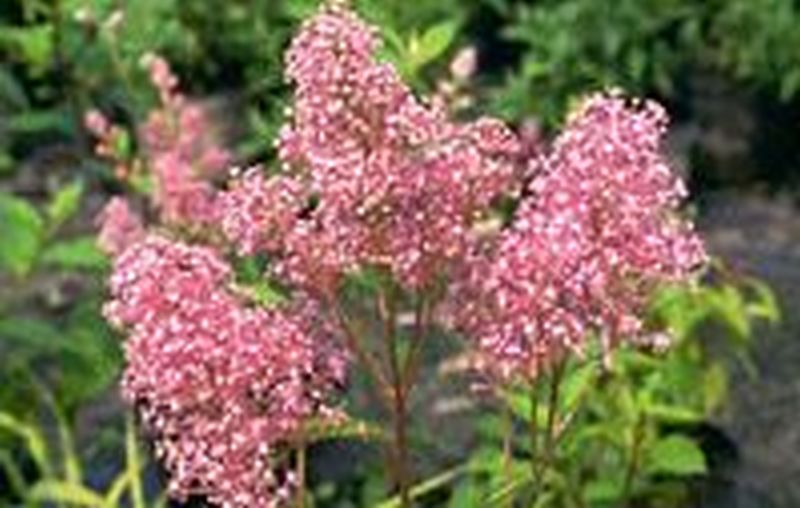 Ceanothus pallidus 'Perle Rose' - Säckelblume 'Perle Rose'