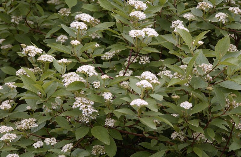 Cornus alba 'Kesselringii' - Schwarzholz-Hartriegel
