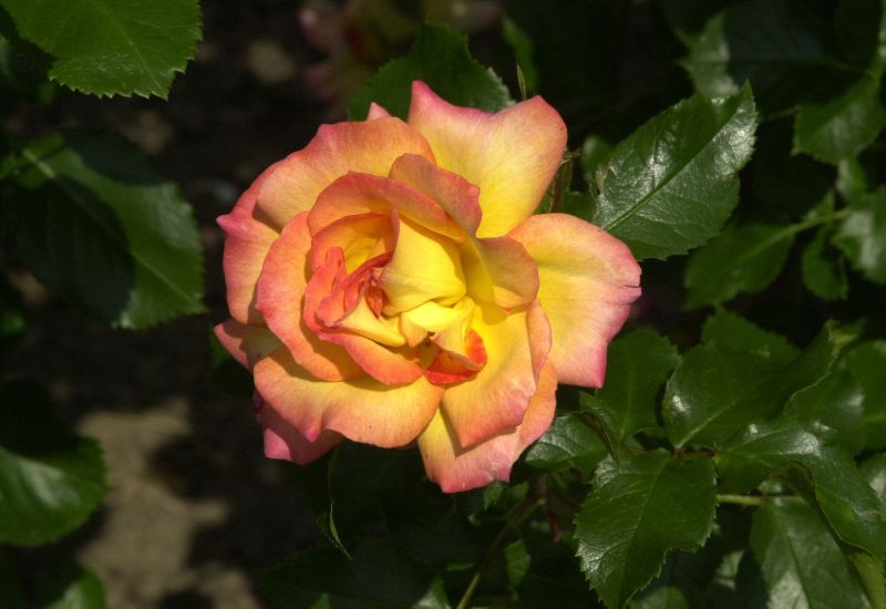 Rosa 'Bonanza' ® STR - Strauchrose 'Bonanza' ®