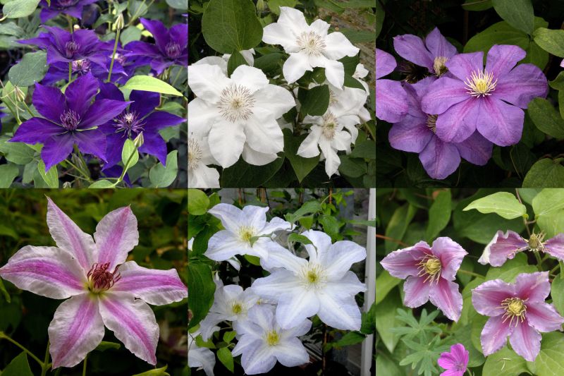 Clematis Hybr. in Sorten - Waldrebe Hybride in Sorten