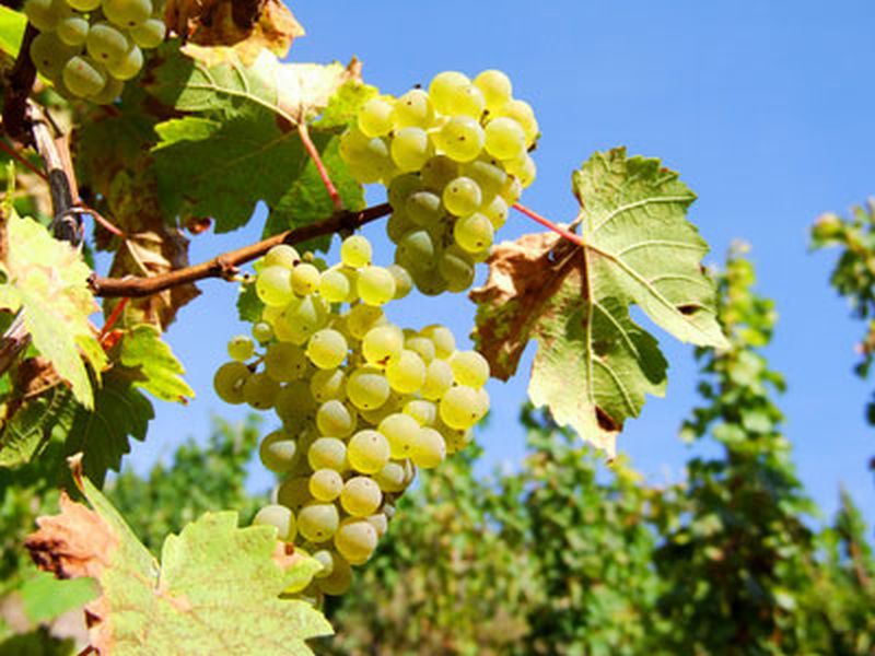 Vitis 'Weißer Gutedel' -S- - Weintraube 'Weißer Gutedel' -S-