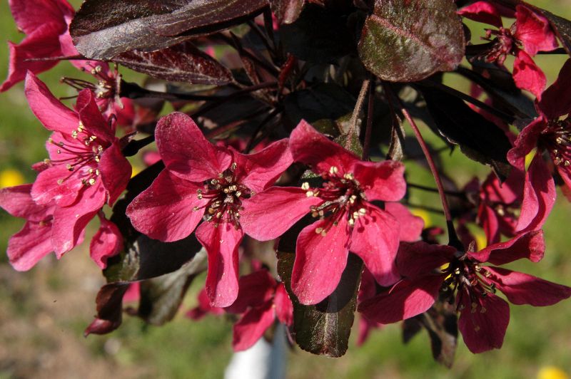 Malus 'Nicoline' CAC - Zierapfel 'Nicoline'