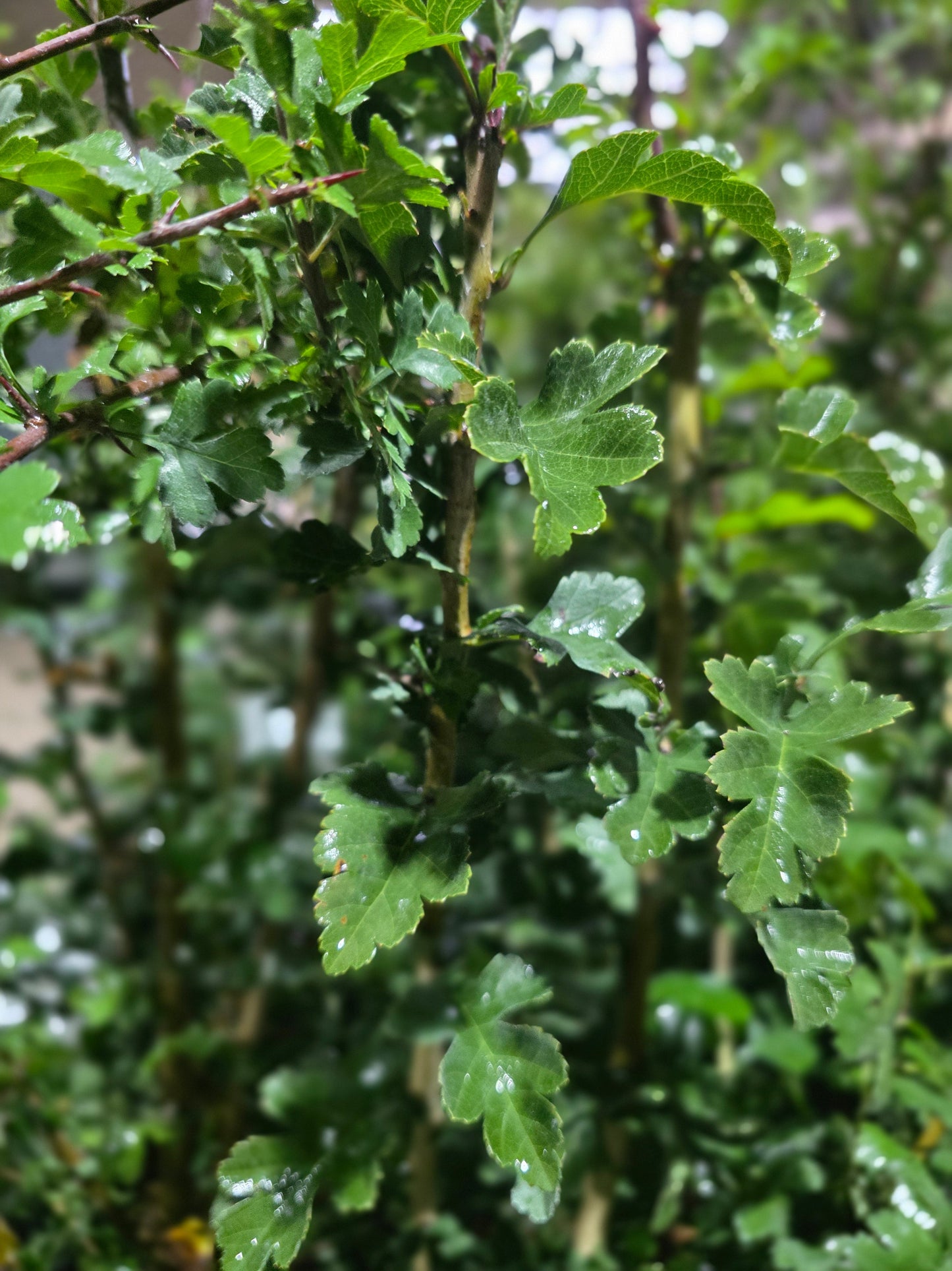 Crataegus monogyna VgU - Eingriffliger Weißdorn VgU