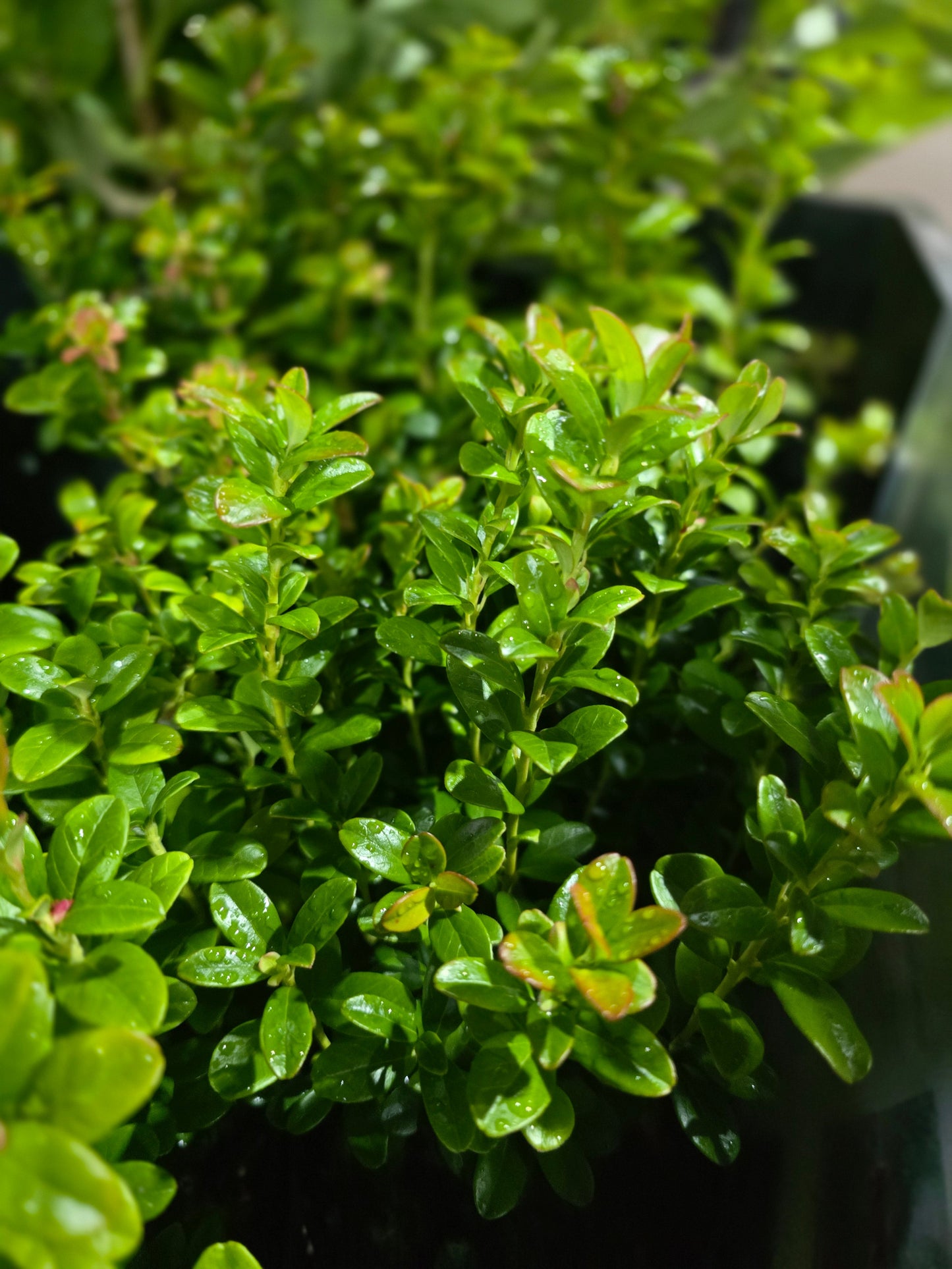Vaccinium vitis-idaea 'Koralle' - Preiselbeere 'Koralle'