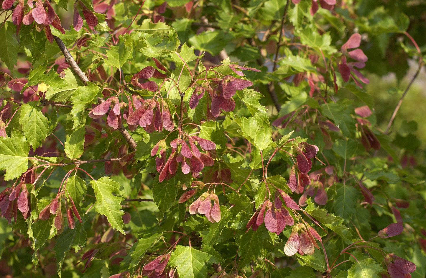 Acer ginnala - Feuerahorn Baum